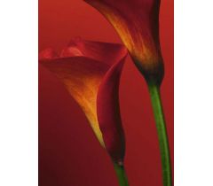 Red Calla Lilies  1.83x2.54 εκ