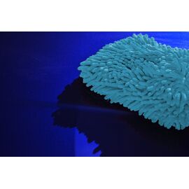 ganti-plysimatos-mikroinon-mple-db-peek-a-blue-chenille-wa171