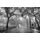 Poet's Walk 00662 Giant Arts 115 x 175cm