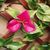 synthetiki-fyllosia-me-pvc-pergkola-prasini-me-roz-loyloydia-0-90x1-80m-grasher-gd032-103872