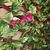 synthetiki-fyllosia-me-pvc-pergkola-prasini-me-roz-loyloydia-0-90x1-80m-grasher-gd032-103872